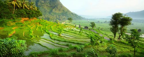 Oplev tropiske skove på din rejse til Bali