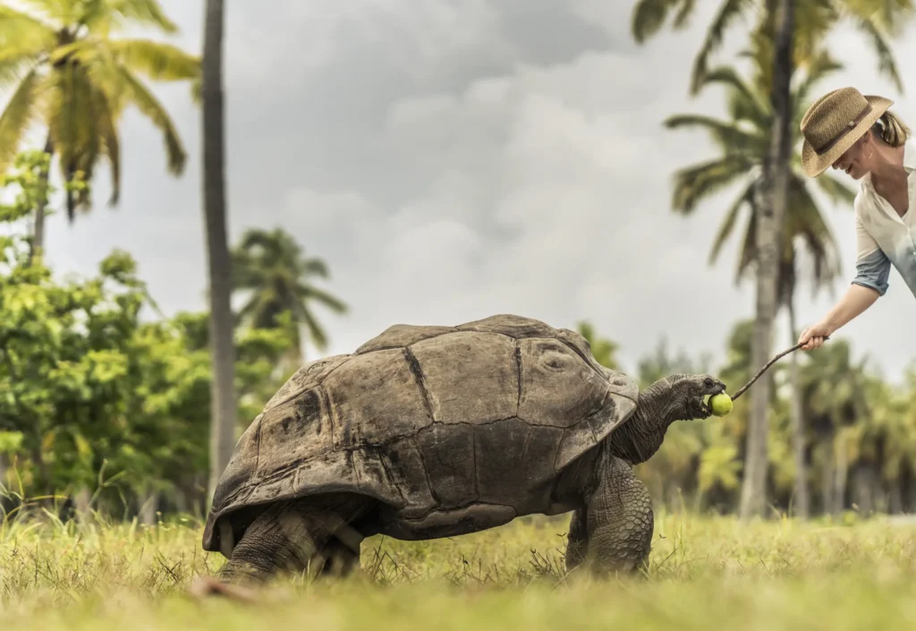 Rejser til Seychellerne - Four Seasons Desroches Island