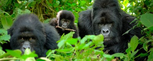Rejse til Rwanda med Bjerggorillaer