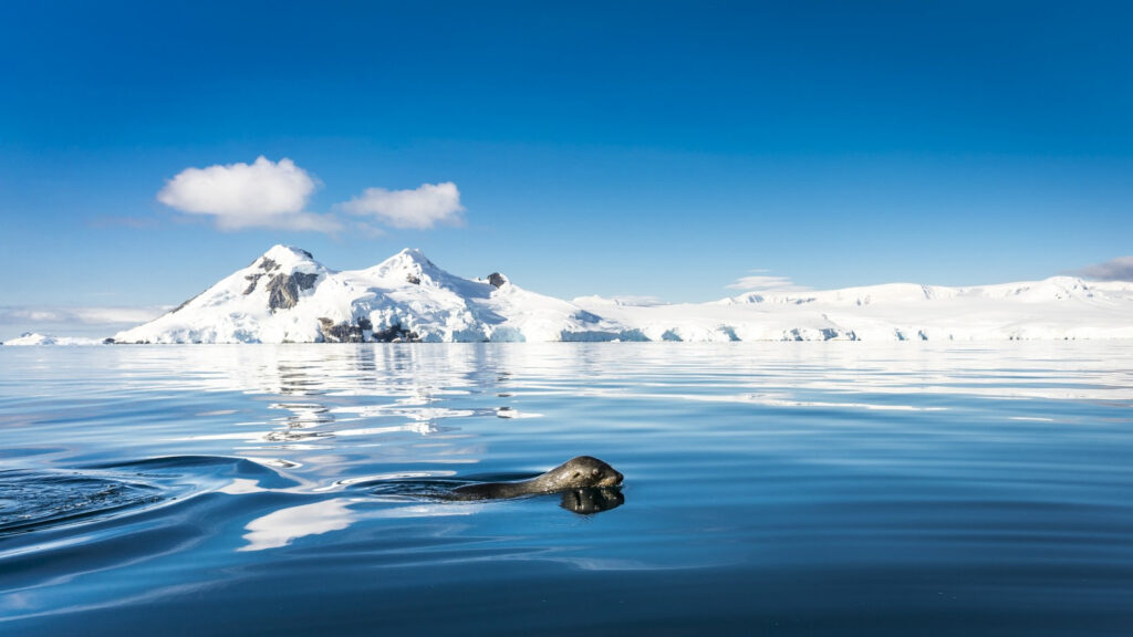 Rundrejse med dansk rejseleder til Antarktis