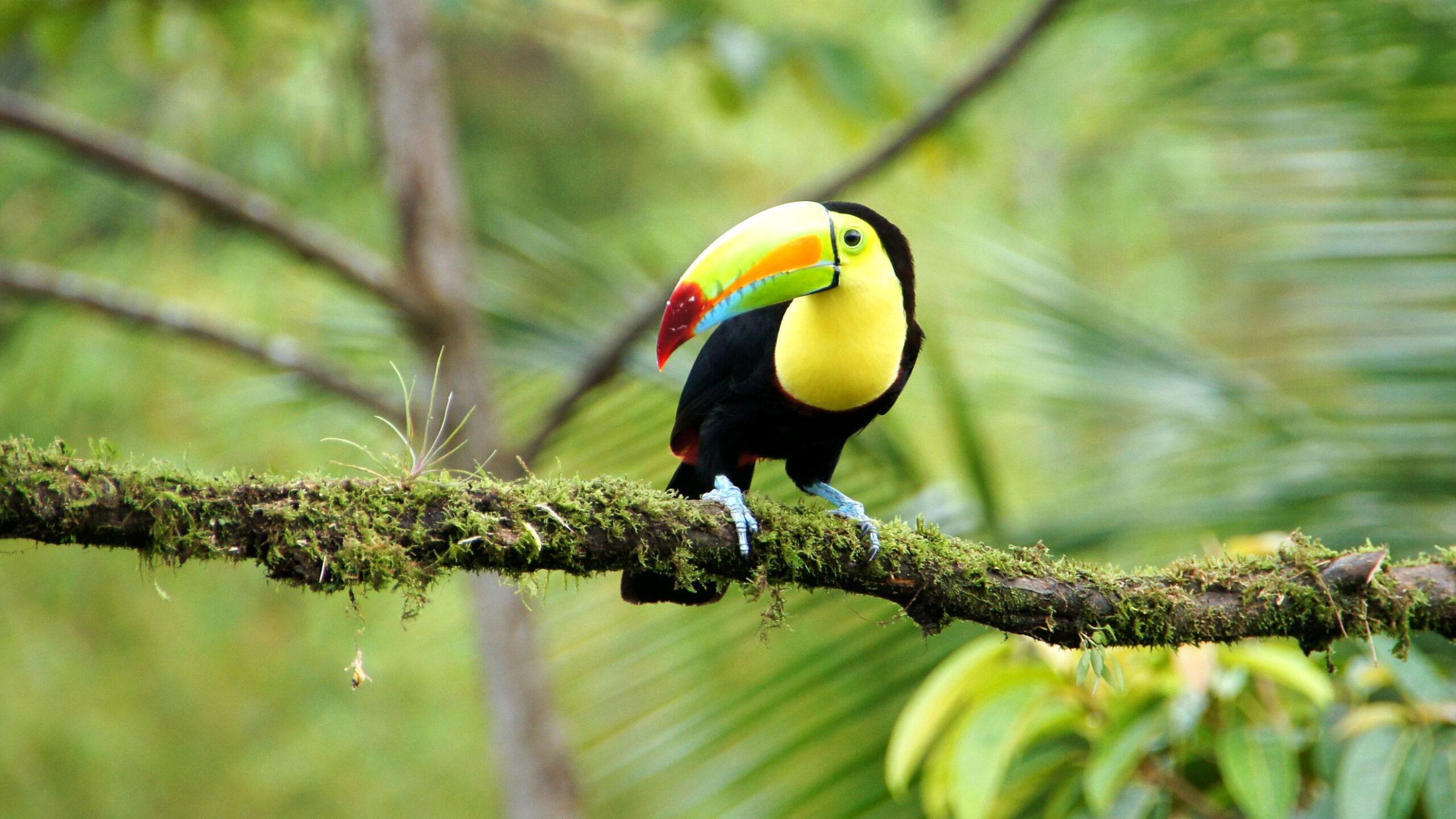Costa Rica’s Pura Vida – Naturens vidundere