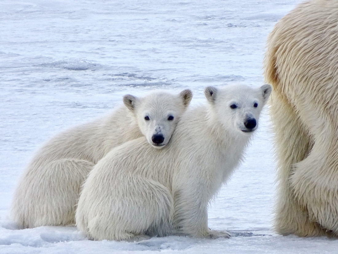Svalbard North Spitsbergen Explorer