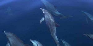 766_Soneva Fushi - Dolphin Cruise