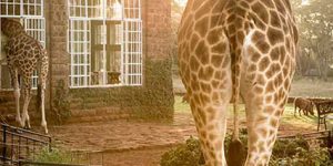 Disk-At-Giraffe-Manor-The-Safari-Collection