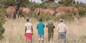 Gallery-Siruai-Mobile-Camp-The-Safari-Collection_Freedom-to-explore-the-incredible-landscape-and-wildlife-on-foot