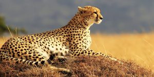 Kenya Hakuna-matata-safari