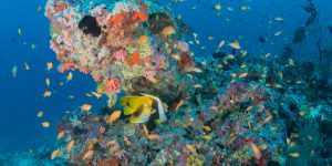 Milaidhoo Maldives underwater diving (9)