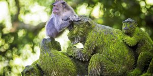 Monkey-at-Sacred-Monkey-Forest-Ubud-Bali-Indonesia