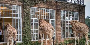 Giraffe Manor