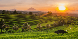 Rejse til Bali Indonesien