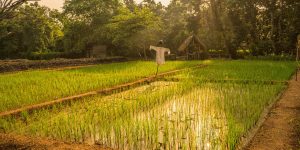 anantara_tangalle_resort_gardens_sustainable_agriculture_rice_fields_1920x1037