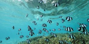 gili-lankanfush dykning Indiske Ocean Voya Travel