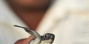 lemuria-seychelles-2016-ab-turtles-07_hd