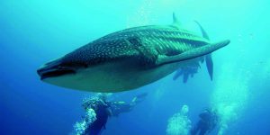 moofushi-maldives-diving-whale-sharks-1_hd