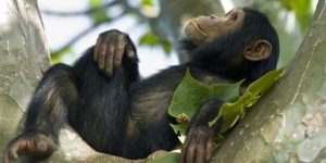 nyungwe_forest_chimpRwanda