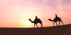 oo-experiences-new-camel-image-1